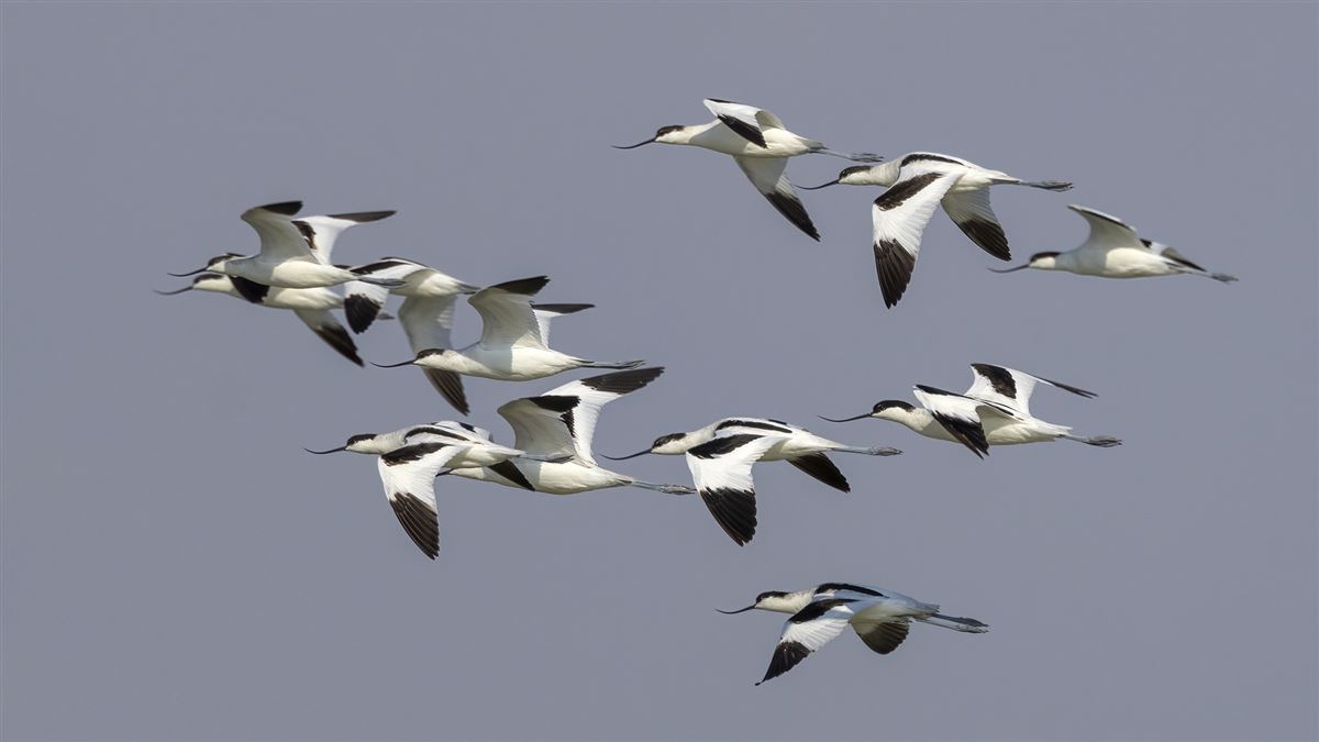 Pied Avocet