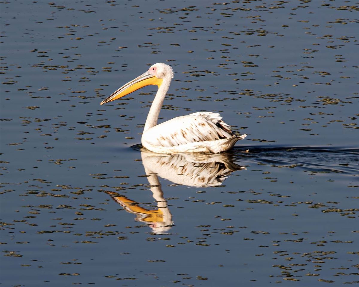 Great White Pelican