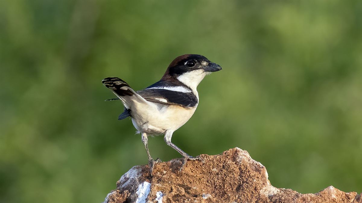Woodchat Shrike
