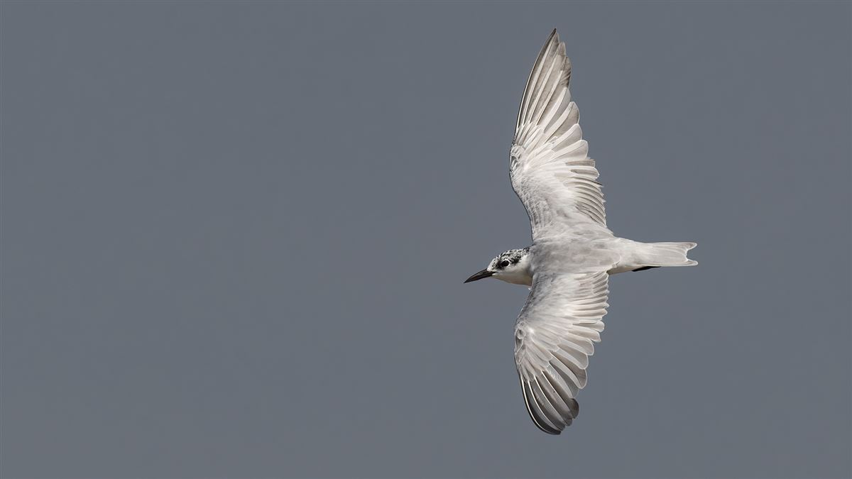Gull-billed Tern