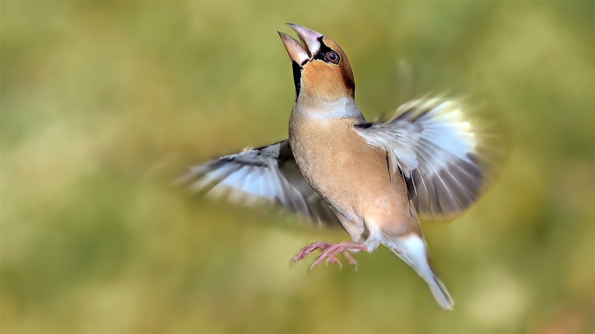 Hawfinch