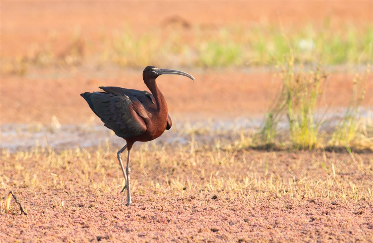 Glossy Ibis