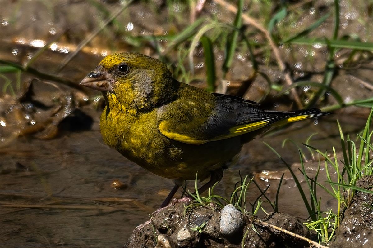 European Greenfinch