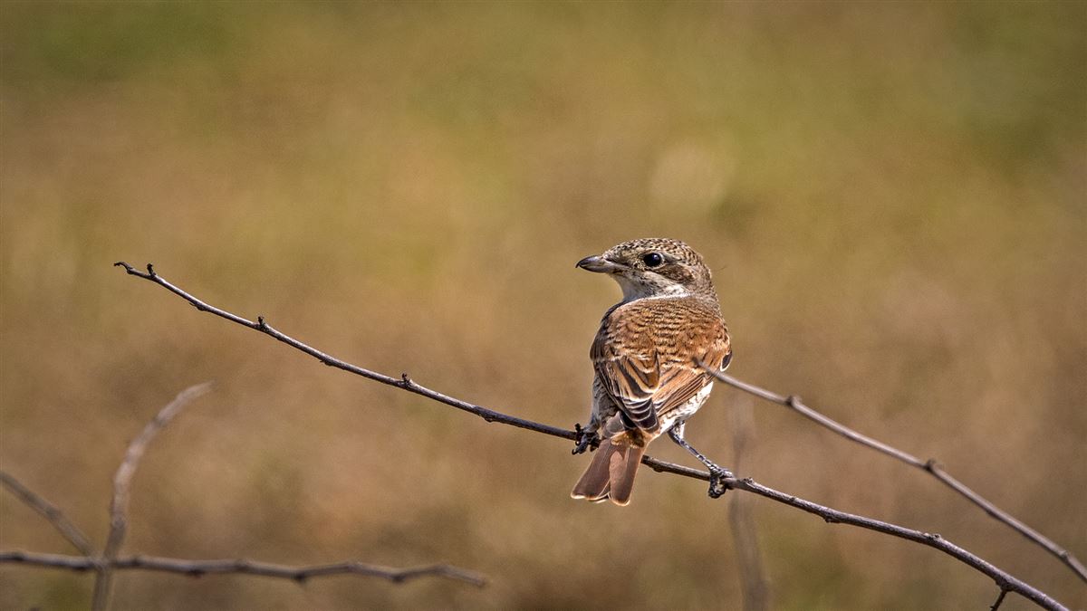 Woodchat Shrike