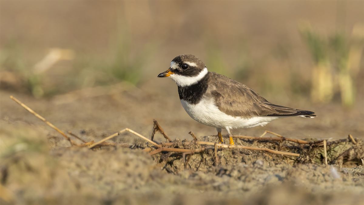 Common Ringed Plover