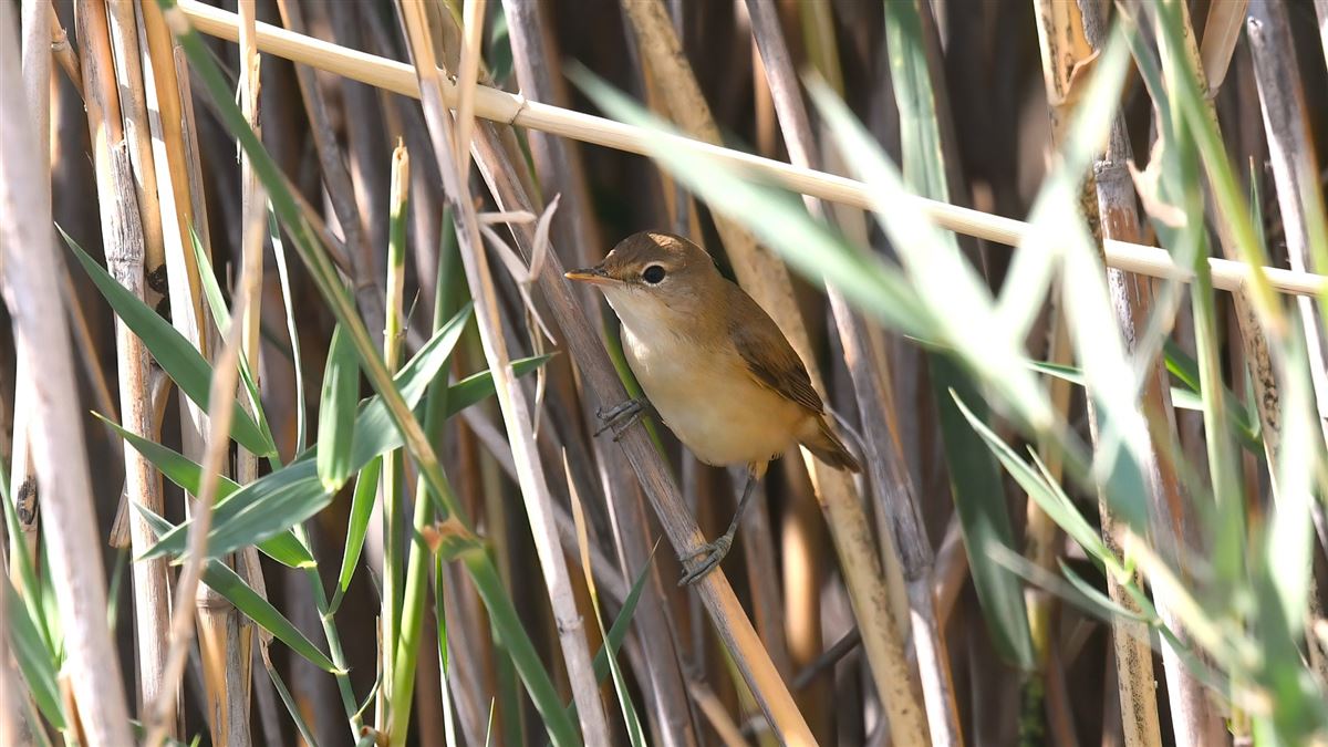 Common Reed Warbler