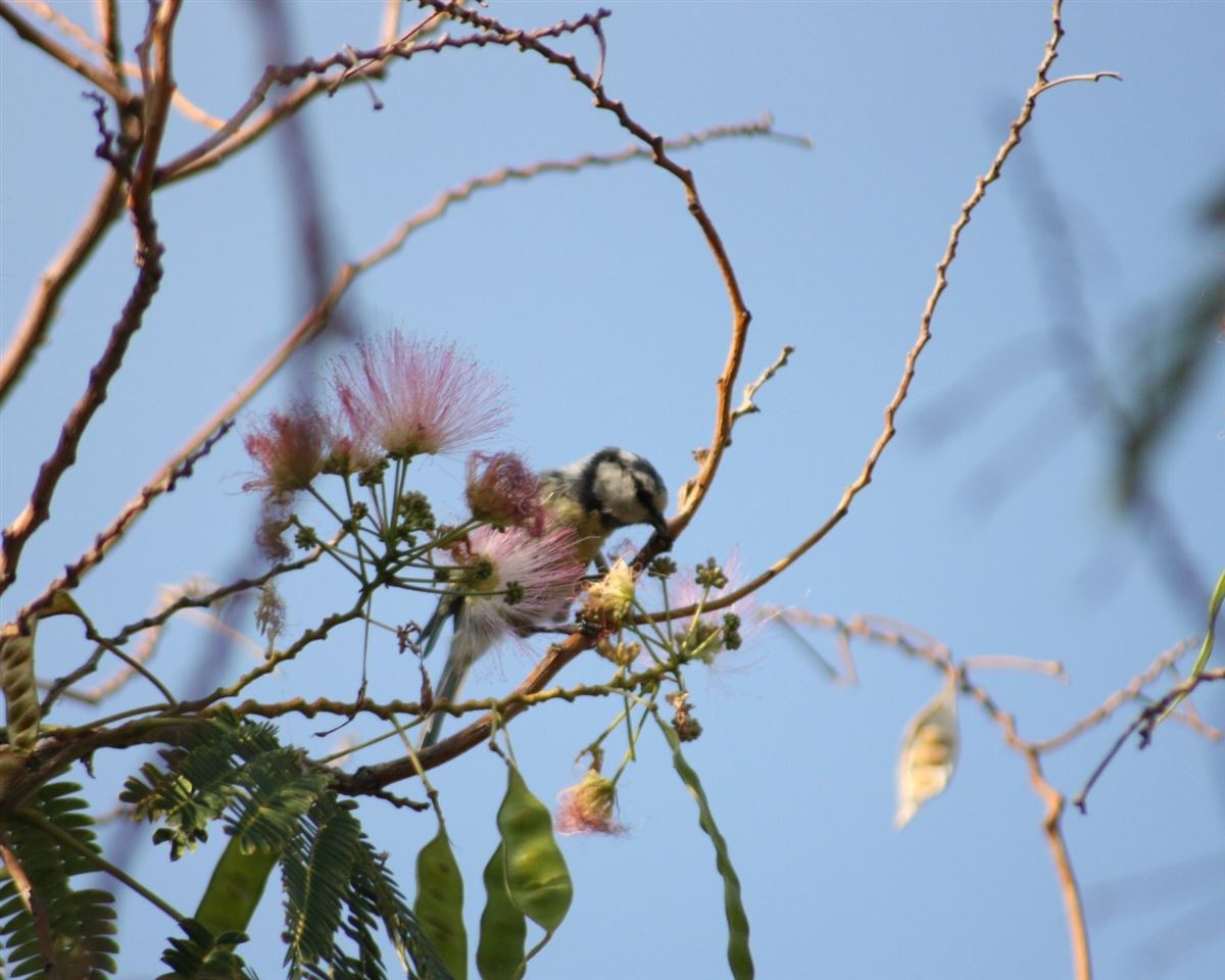 Eurasian Blue Tit