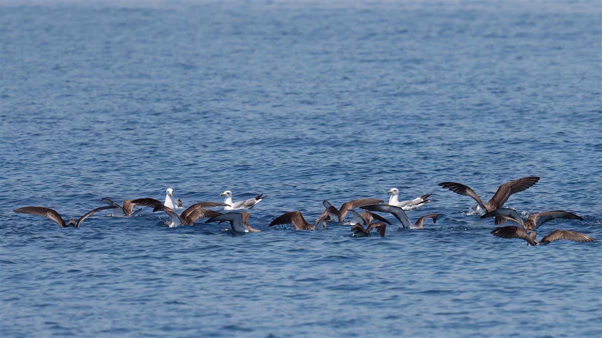 Scopoli`s Shearwater