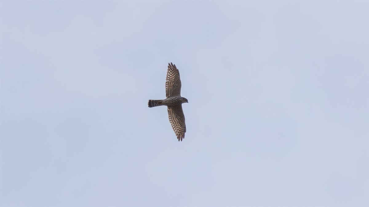 Levant Sparrowhawk