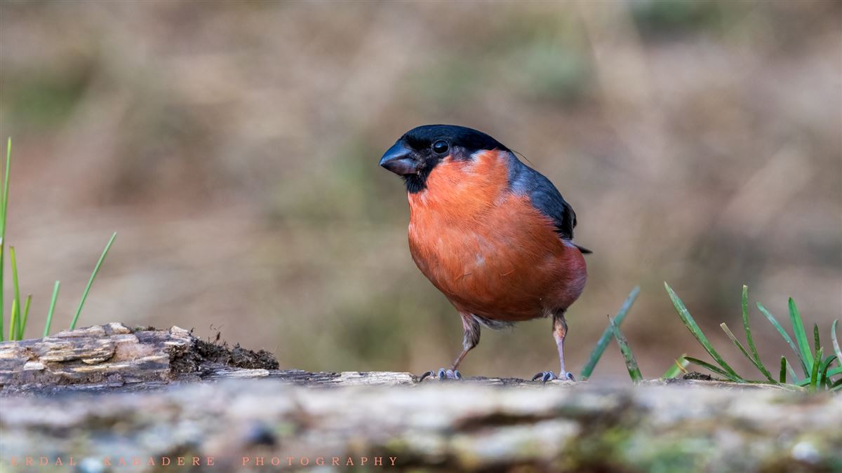 Eurasian Bullfinch