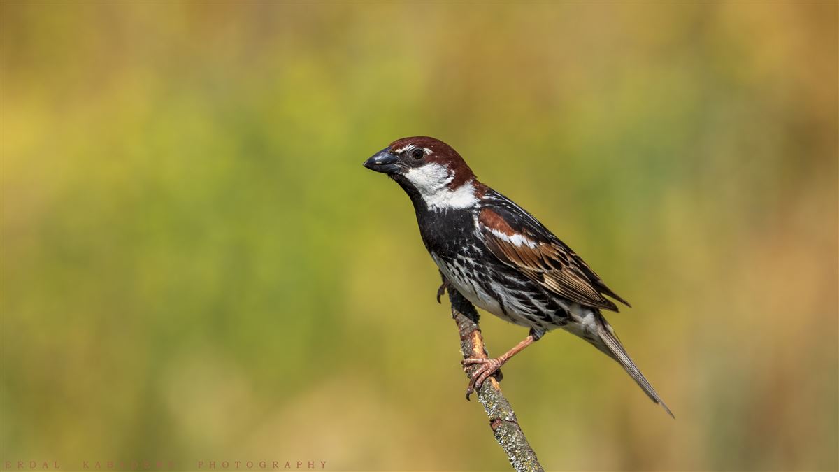 Spanish Sparrow