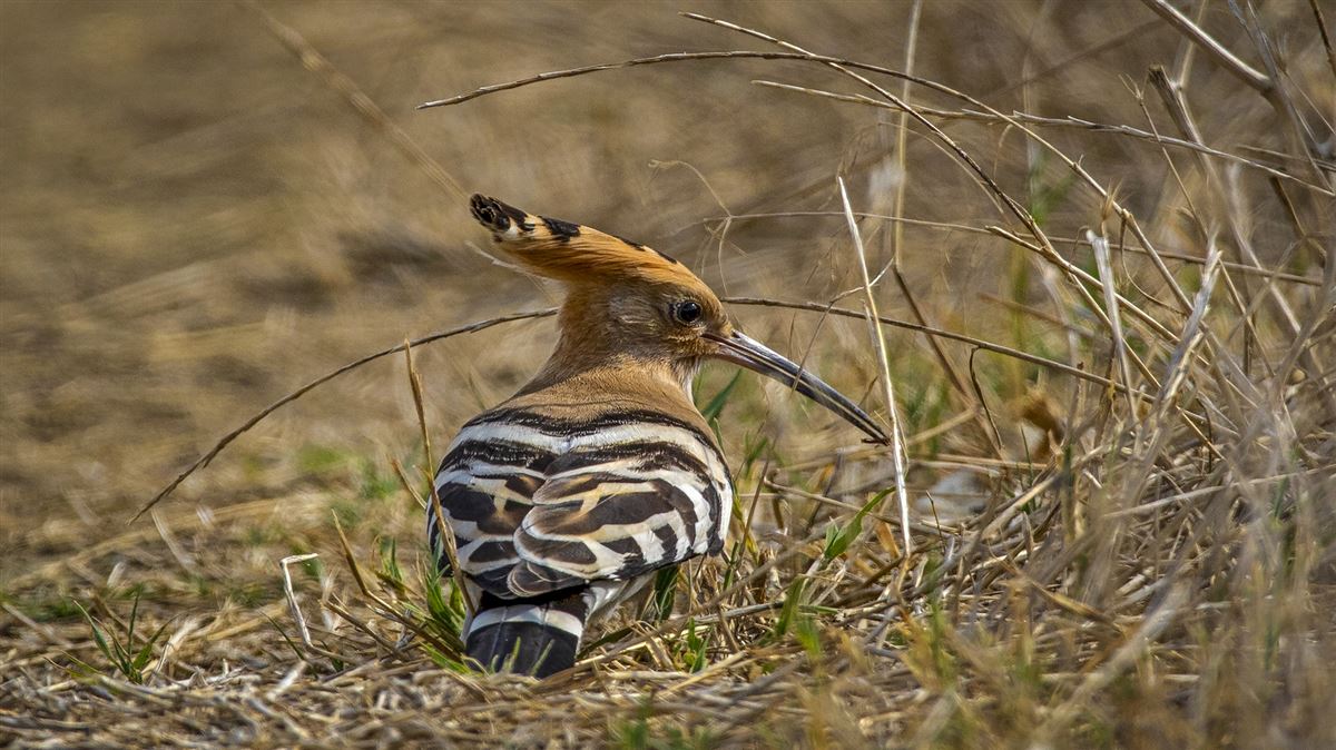 Common Hoopoe