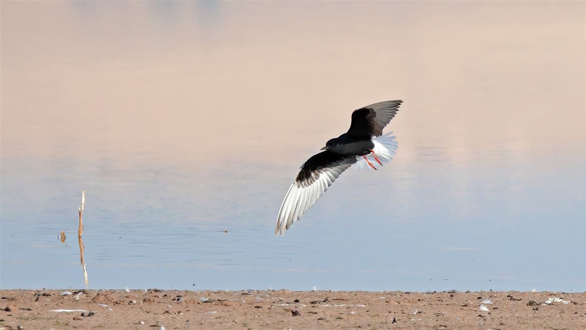 White-winged Tern