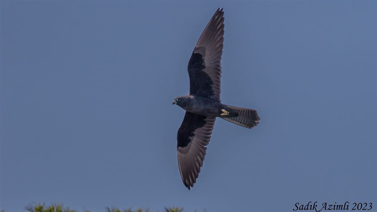 Eleonora`s Falcon