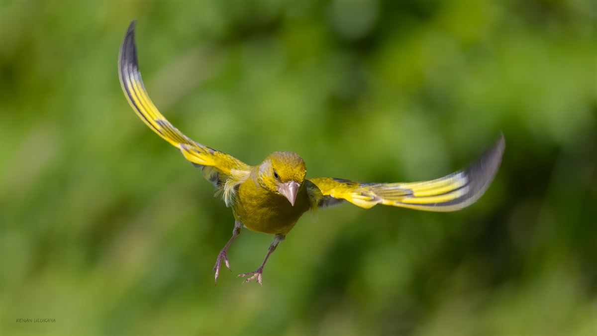 European Greenfinch