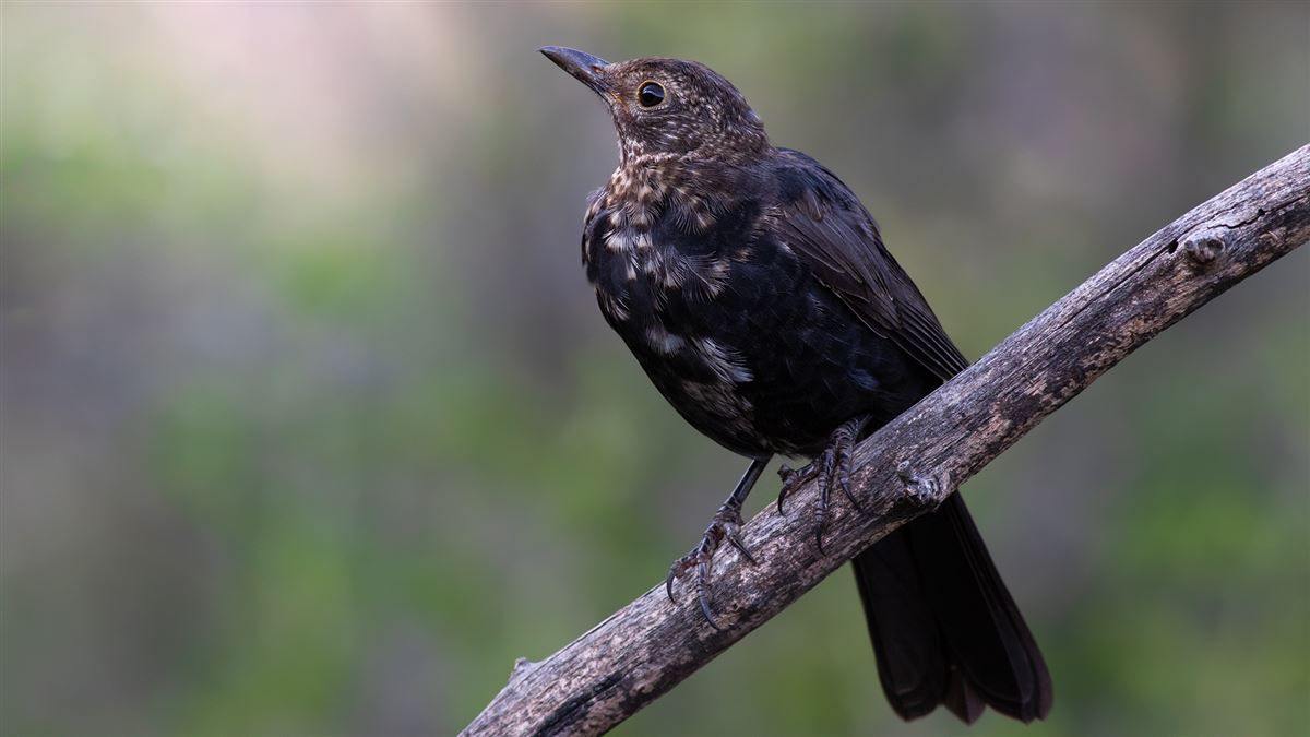 Common Blackbird