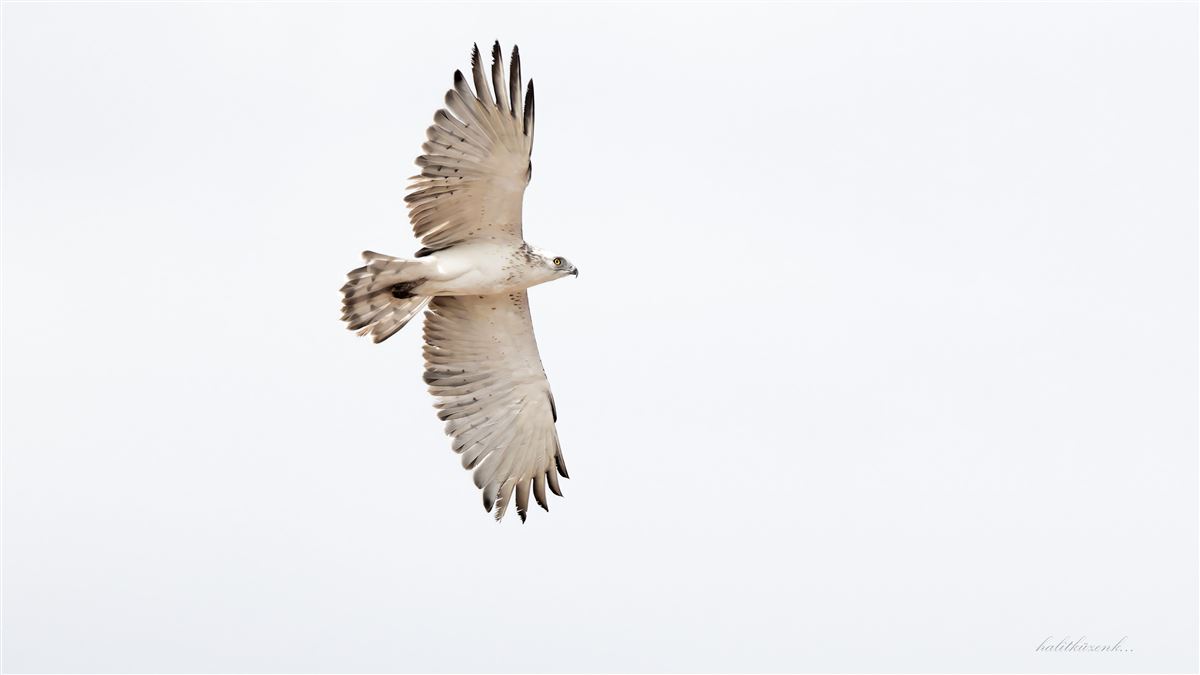 Short-toed Snake Eagle