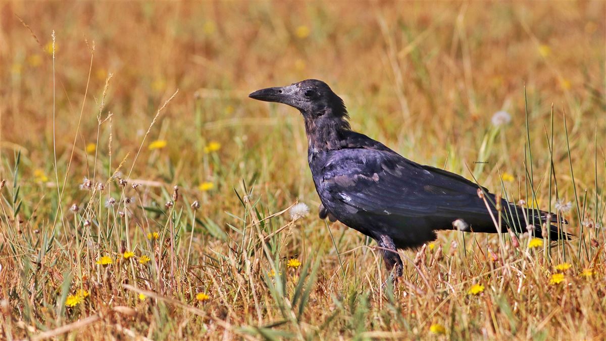 Rook