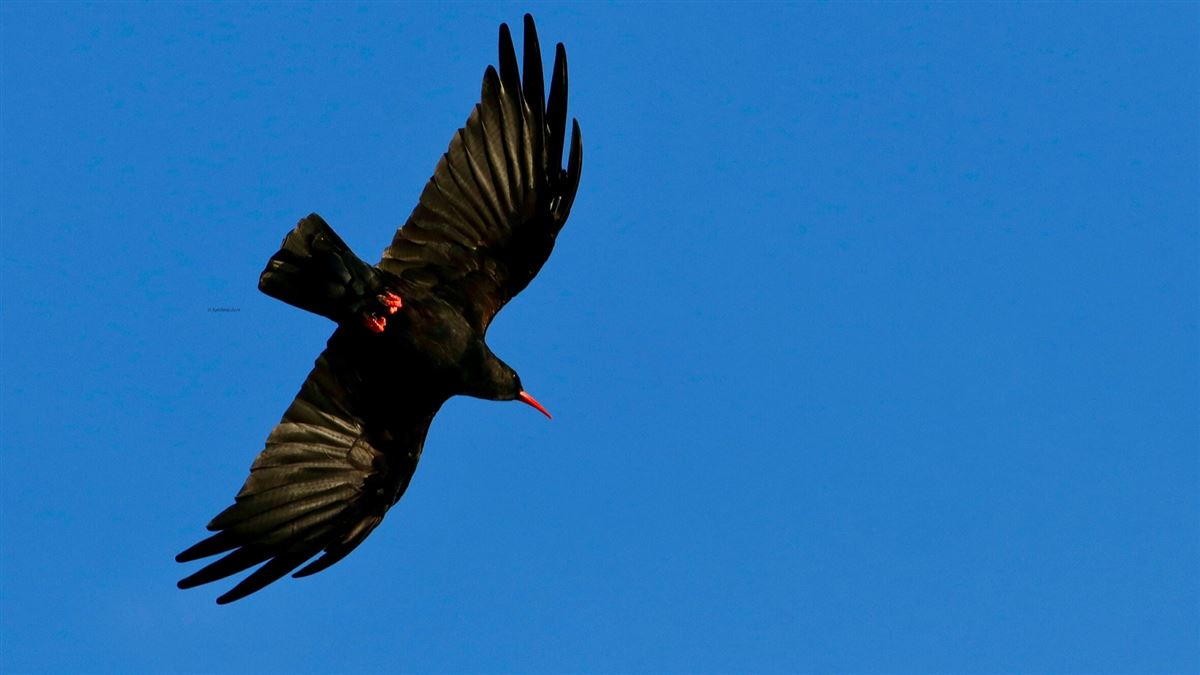 Red-billed Chough