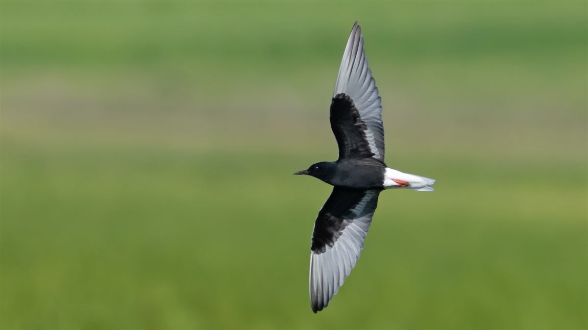 White-winged Tern
