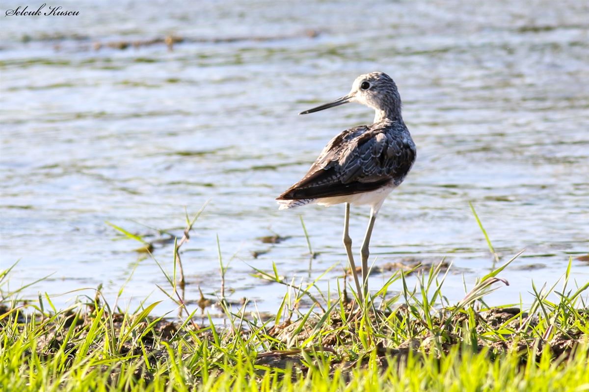 Common Greenshank