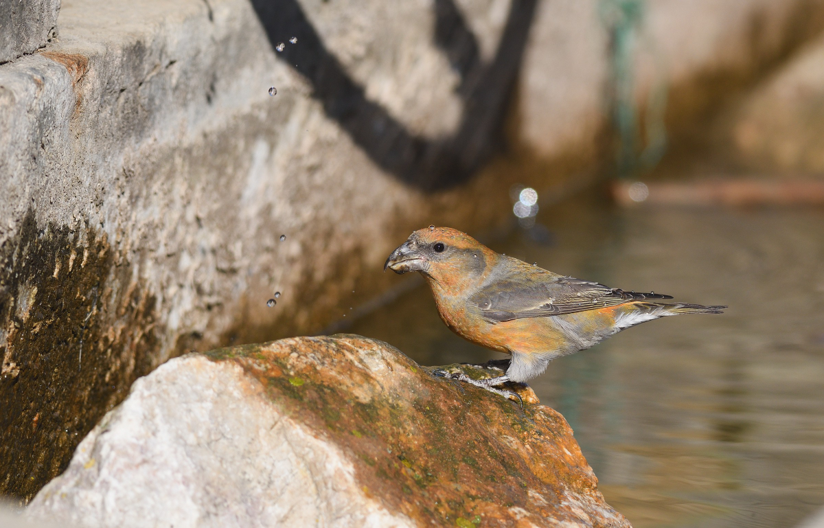 Red Crossbill