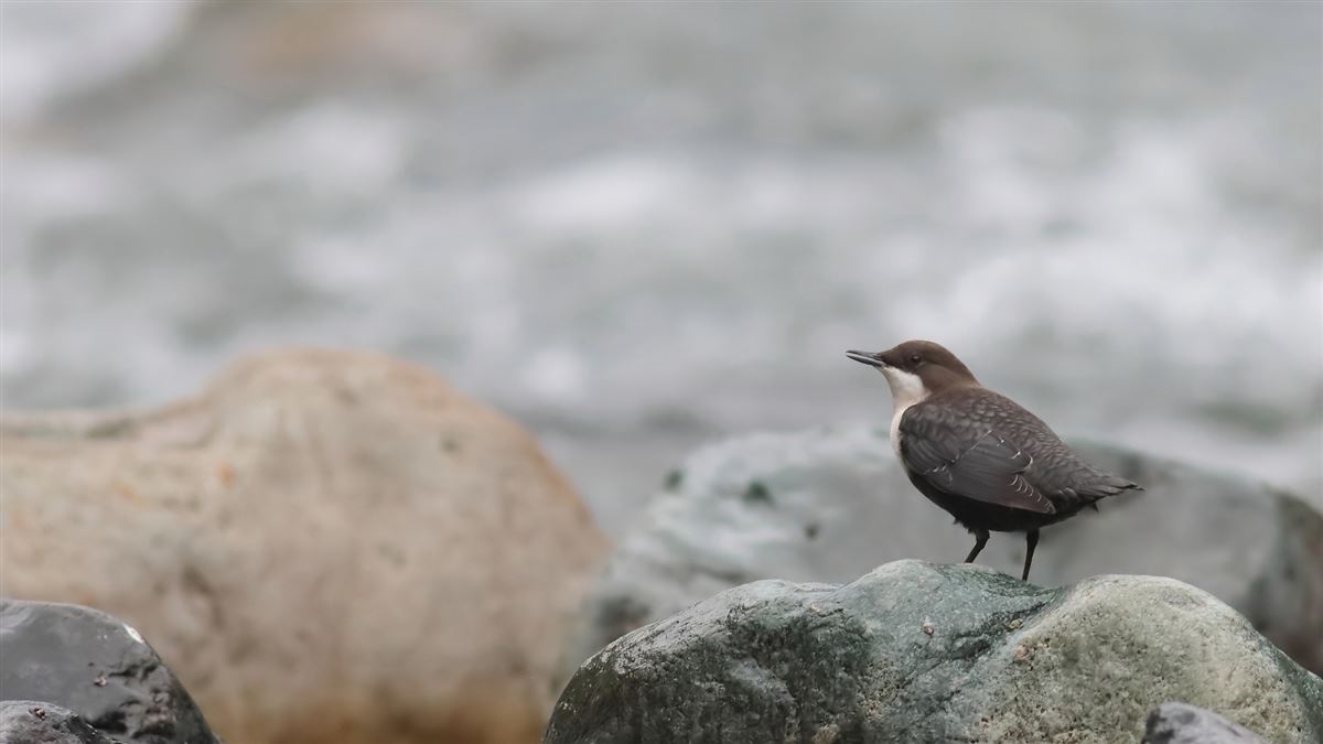 White-throated Dipper