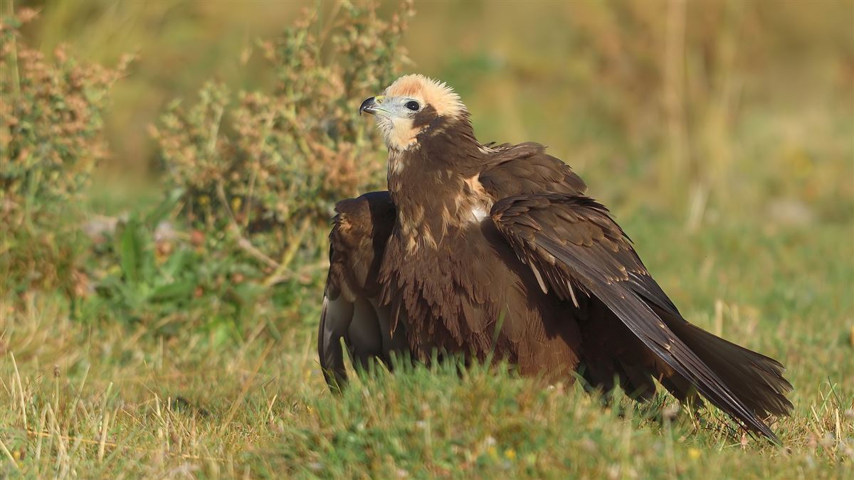 Western Marsh Harrier