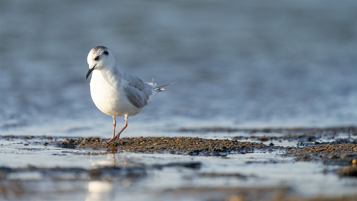 Little Gull