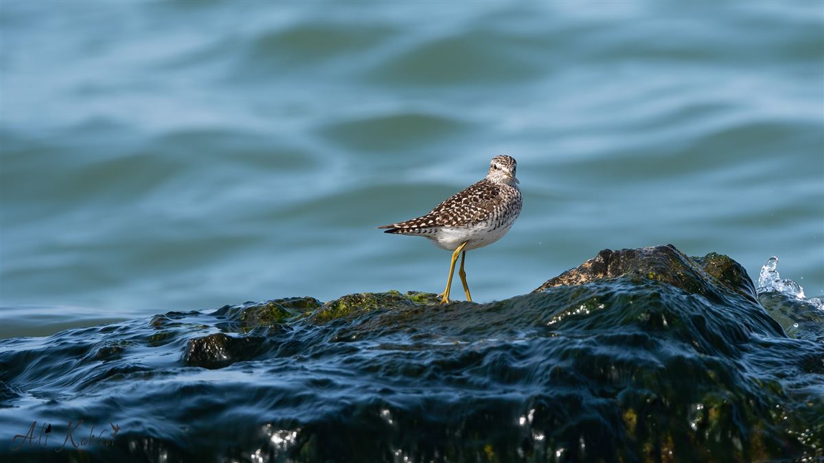 Wood Sandpiper