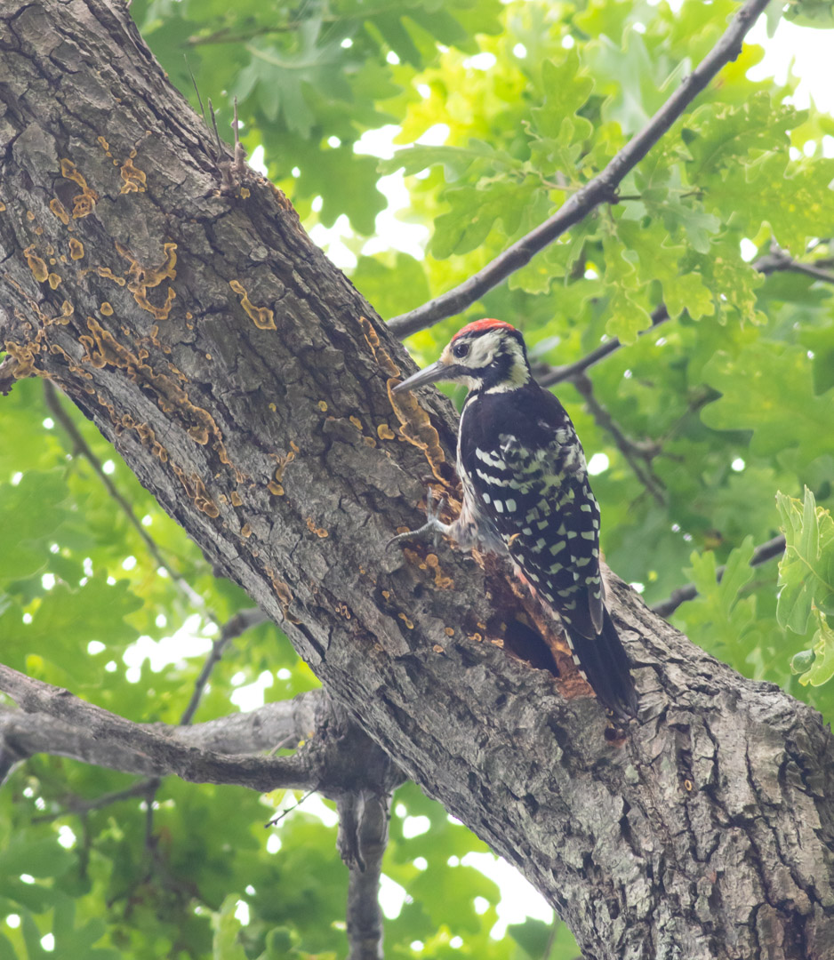 White-backed Woodpecker