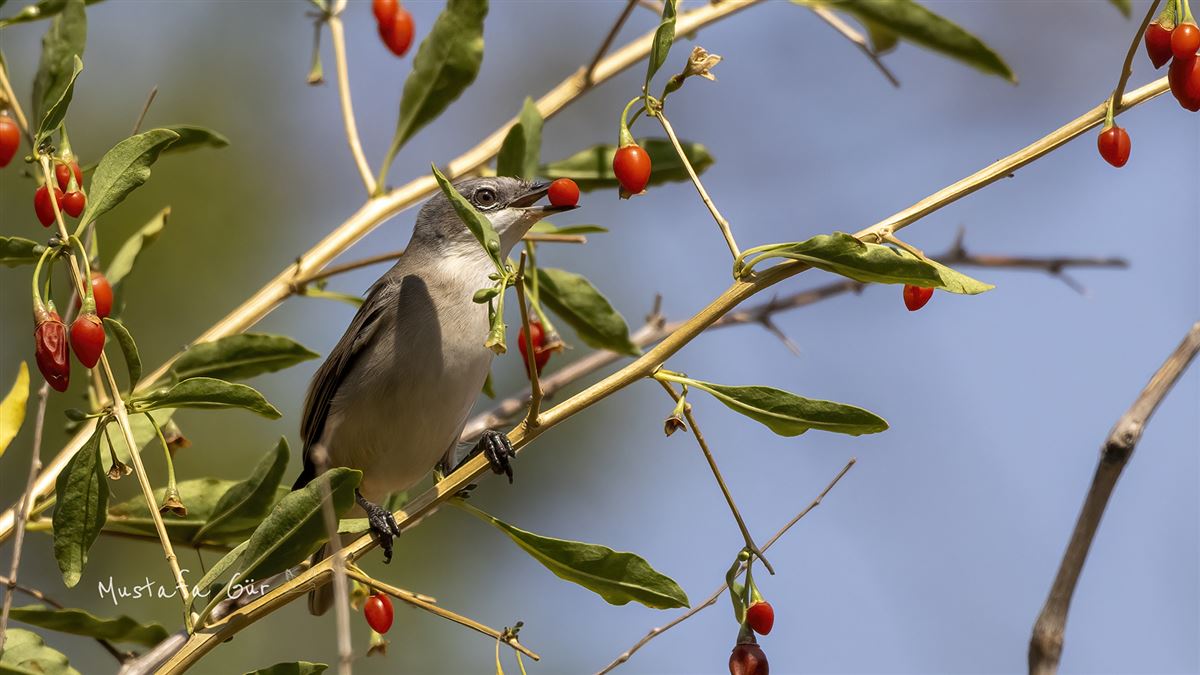 Lesser Whitethroat
