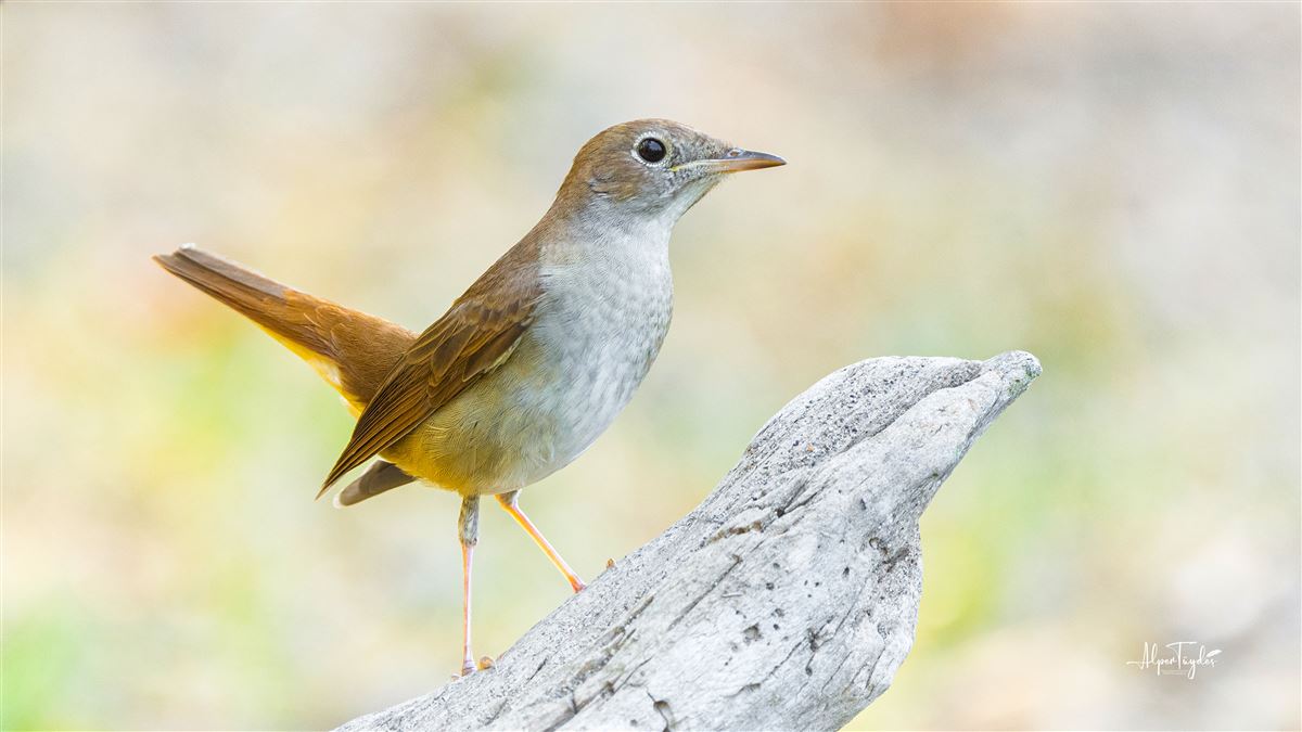 Thrush Nightingale