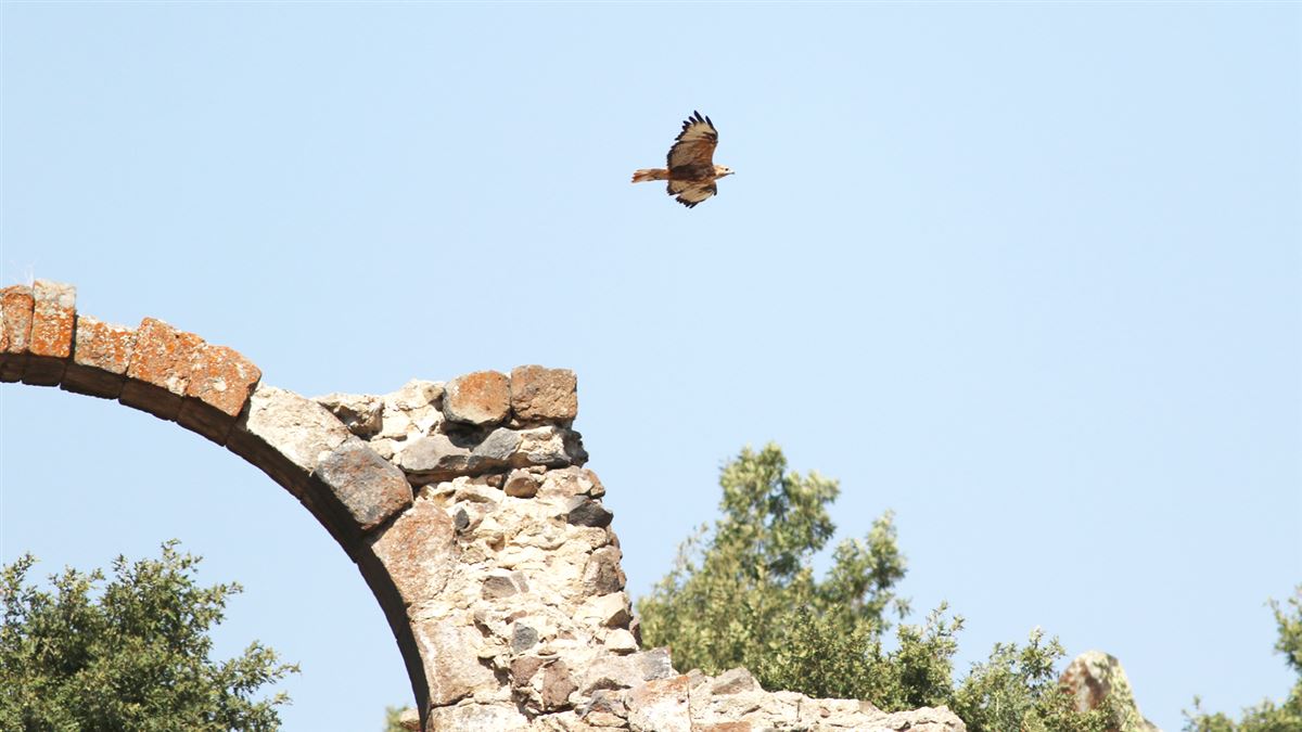 Kızıl şahin