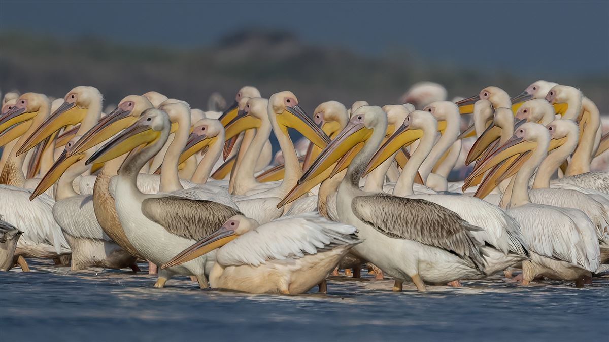 Great White Pelican
