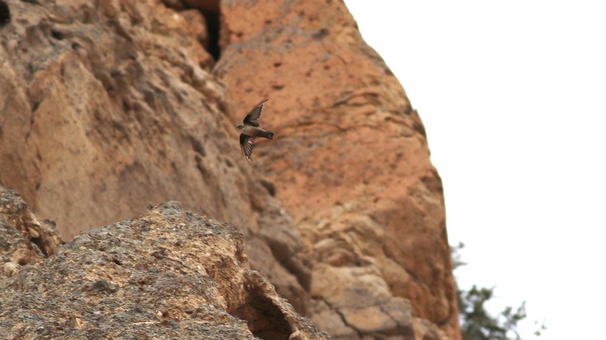 Eurasian Crag Martin