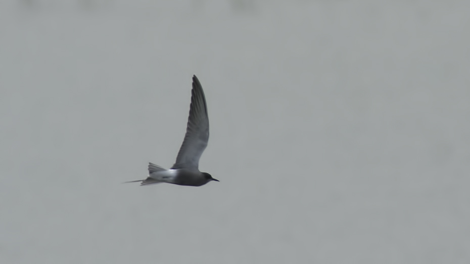 Akkanatlı Sumru