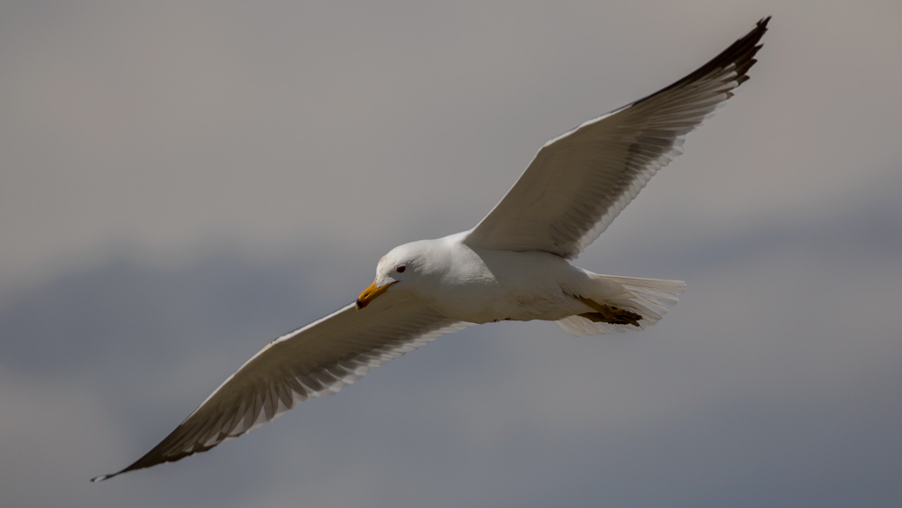 Armenian Gull