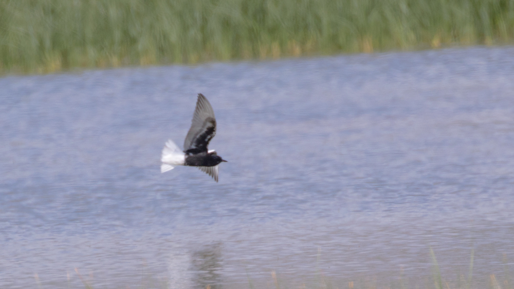 White-winged Tern