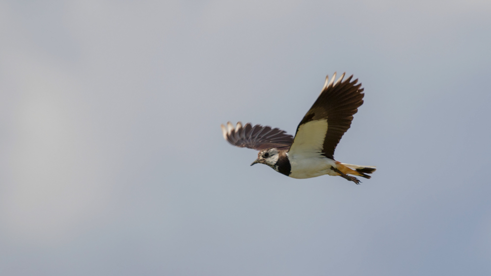 Northern Lapwing