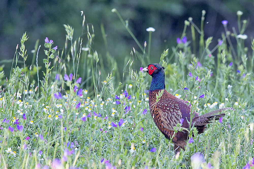 Common Pheasant