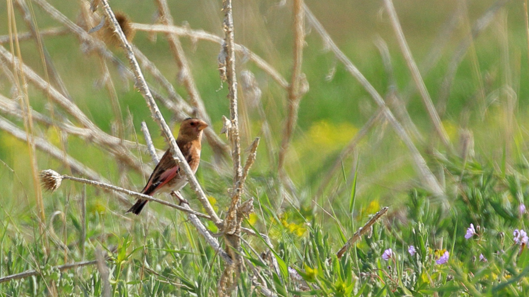 Crimson-winged Finch
