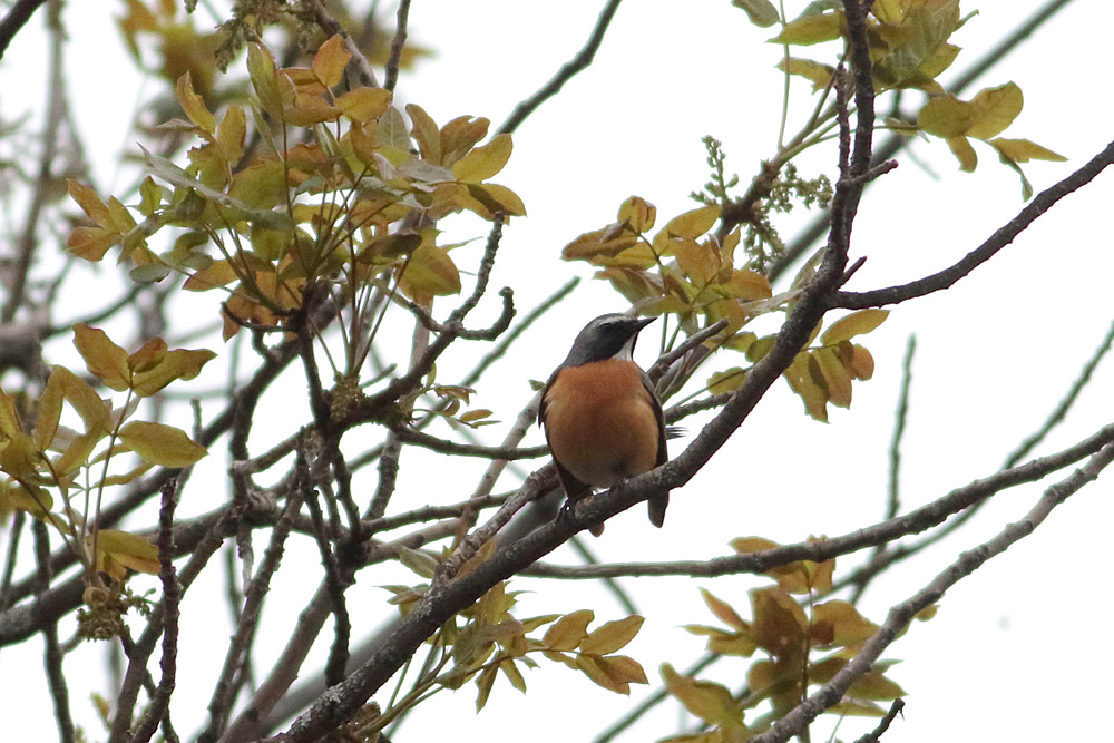 White-throated Robin