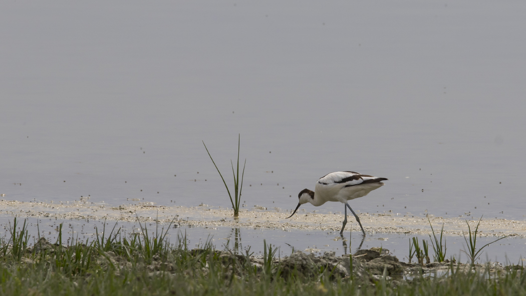 Pied Avocet
