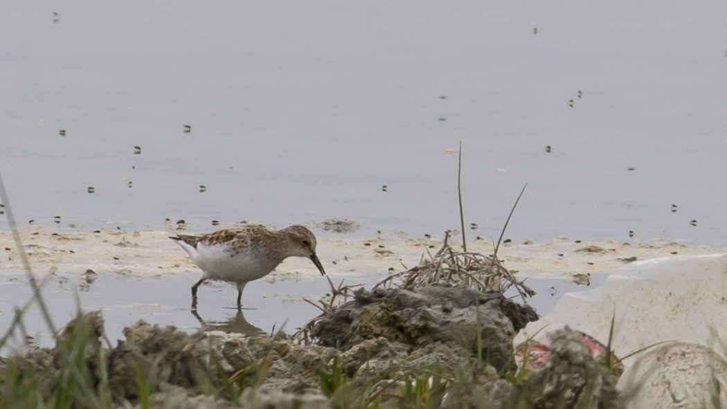 Little Stint