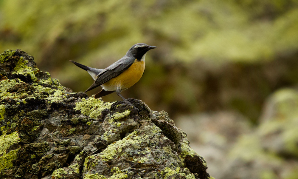 White-throated Robin