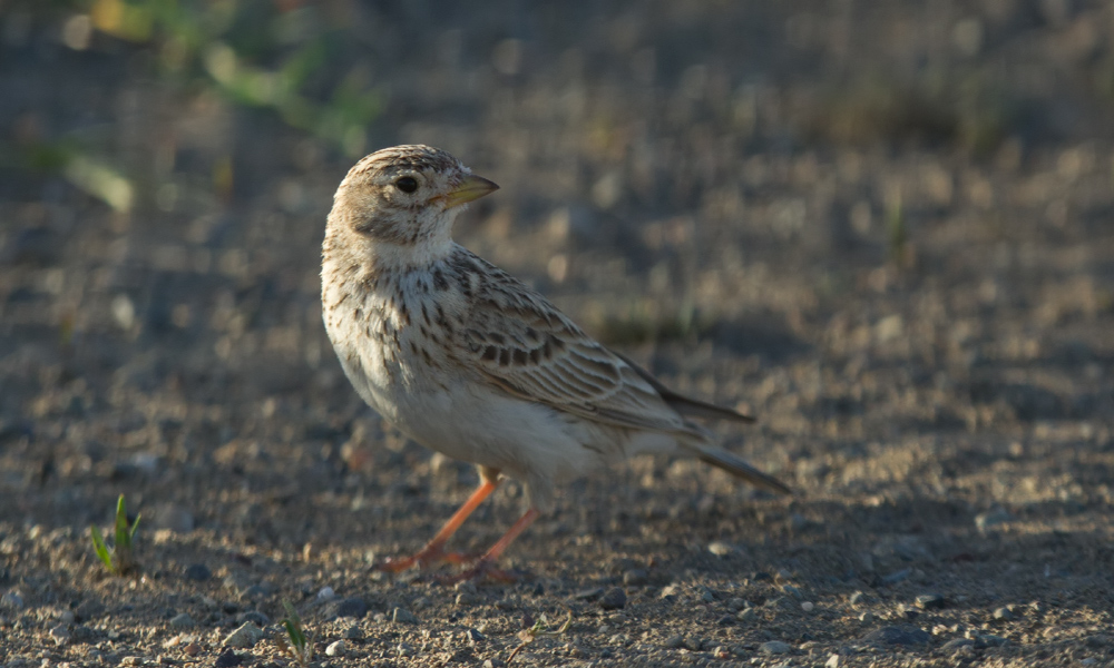 Turkestan Short-toed Lark