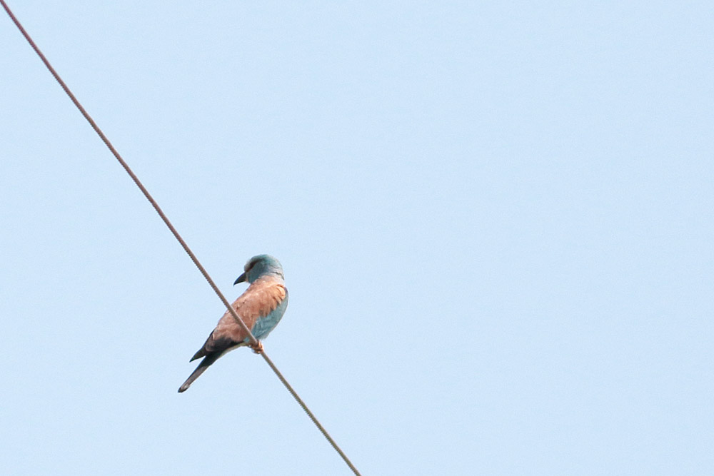 European Roller