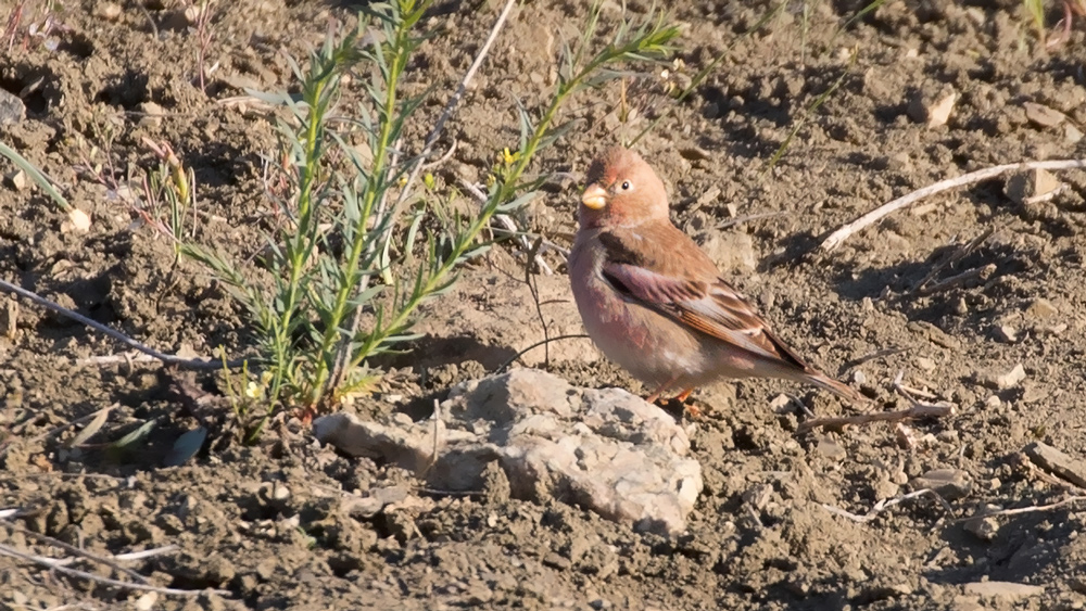 Mongolian Finch