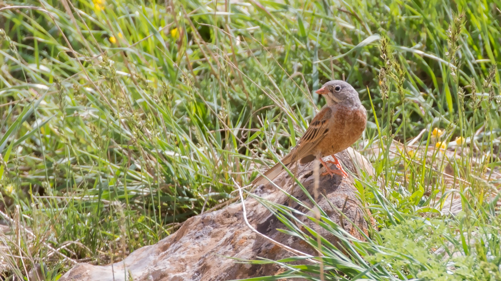 Grey-necked Bunting